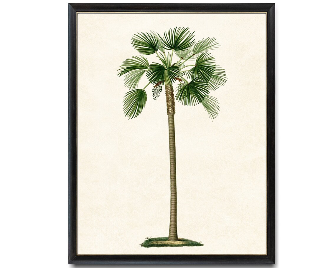 Fan Palm Palm Tree Vintage Illustration Botanical Wall Art Print Instant - Image 2