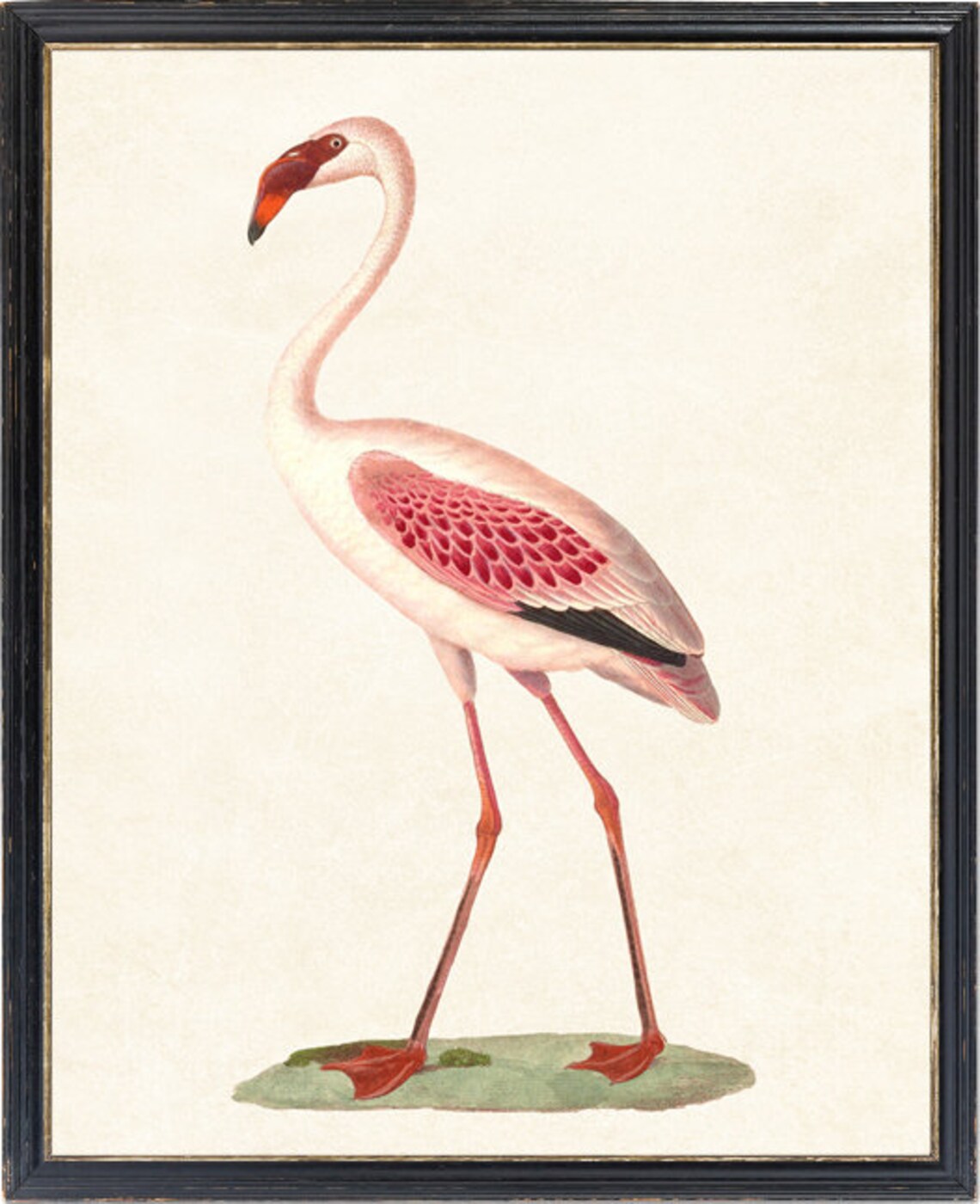 Vintage Flamingo Art Print, Lesser Flamingo Illustration - Image 2