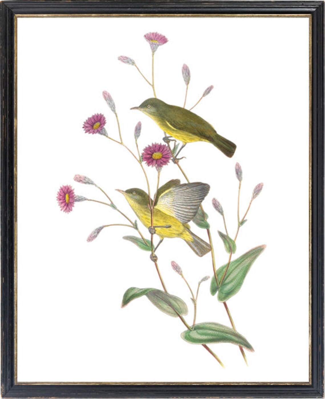 Silky Plumed Honey Eater Bird Vintage Illustration Art Print - Image 3