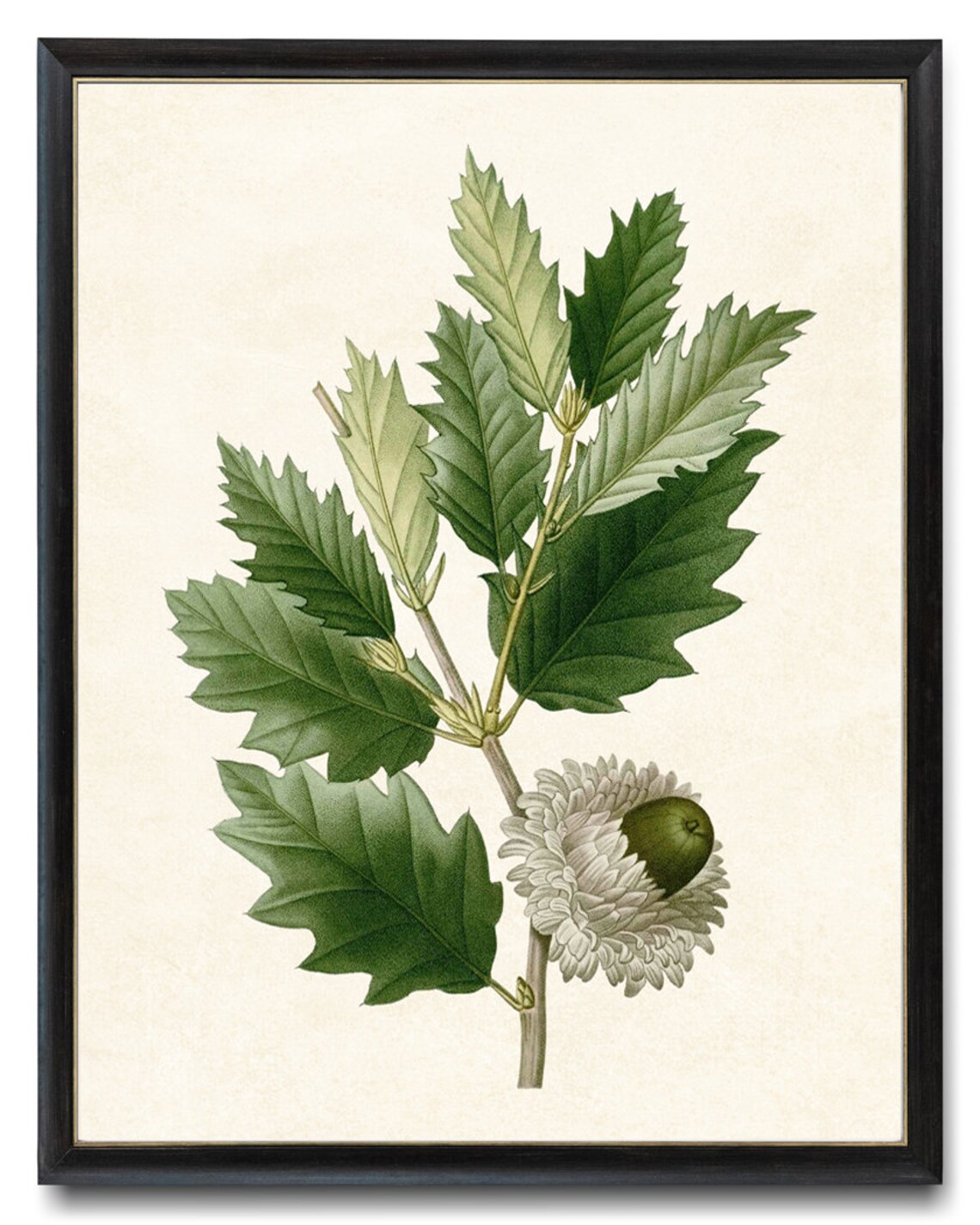 Oak Plant Print, Valonia Oak Acorn Vintage Illustration - Image 4
