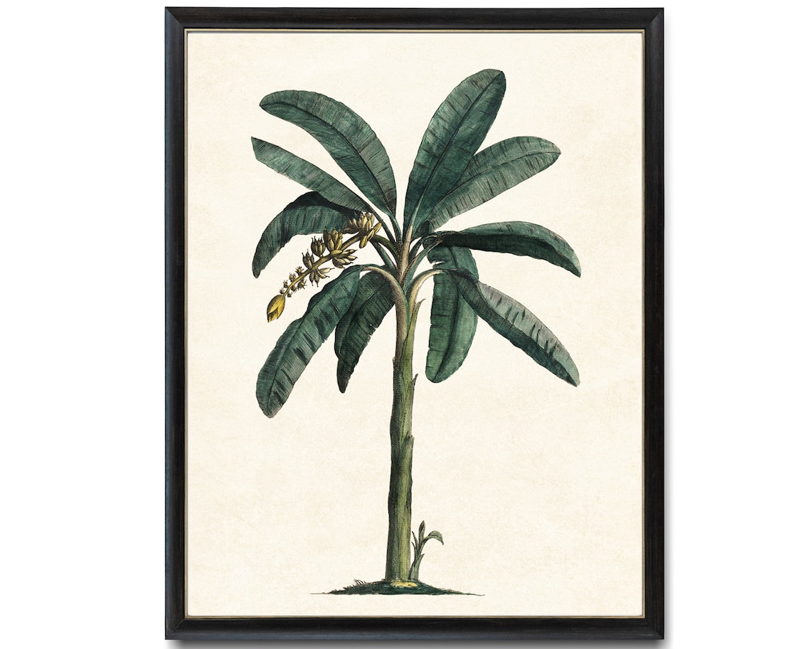 Tropical Banana Plant Vintage Illustration Art Print - Image 4