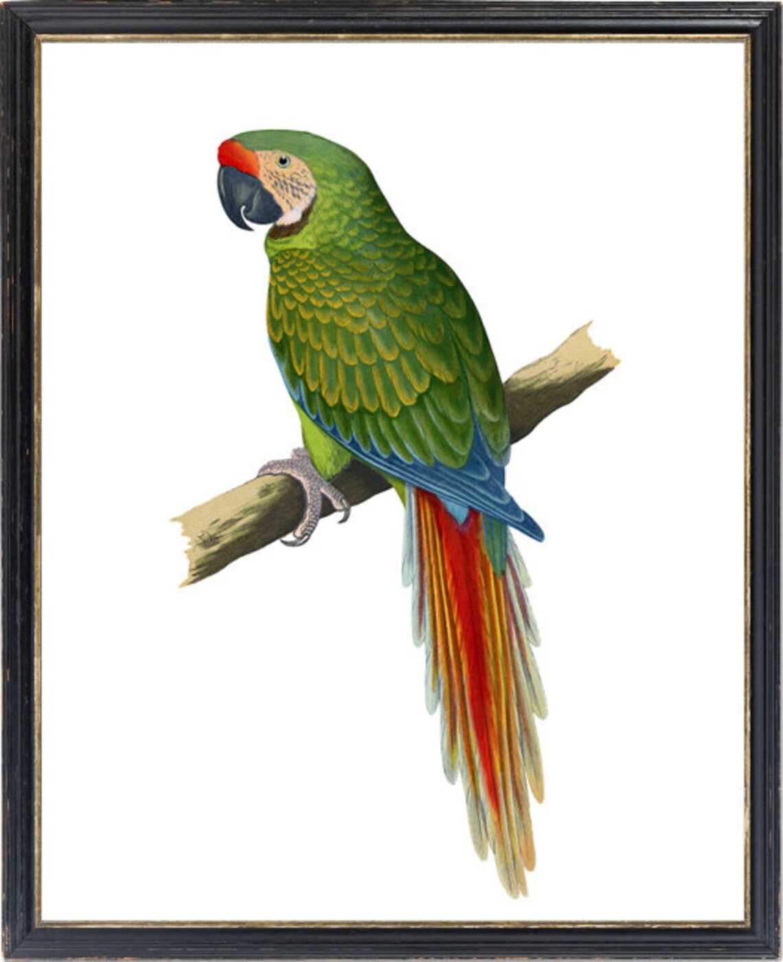 Military Macaw Vintage Parrot Illustration Tropical Bird Poster - Image 3