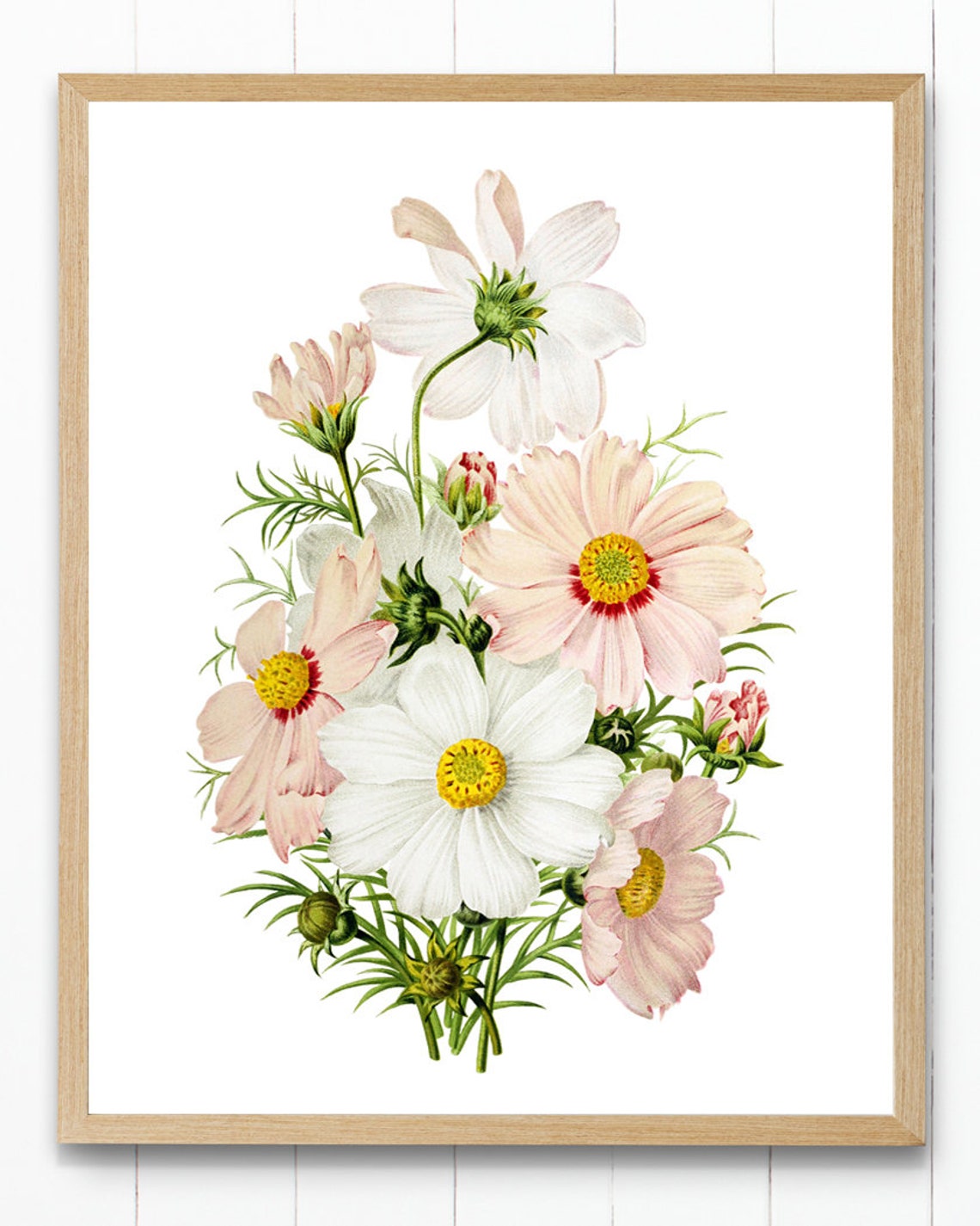 Pink White Cosmos Vintage Botanical Flower Illustration Art Poster