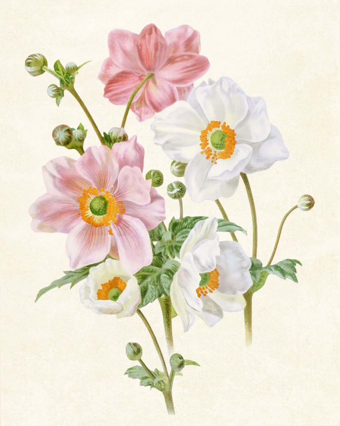 Pink and White Anemone Bouquet Vintage Botanical Flower Art Poster - Image 3