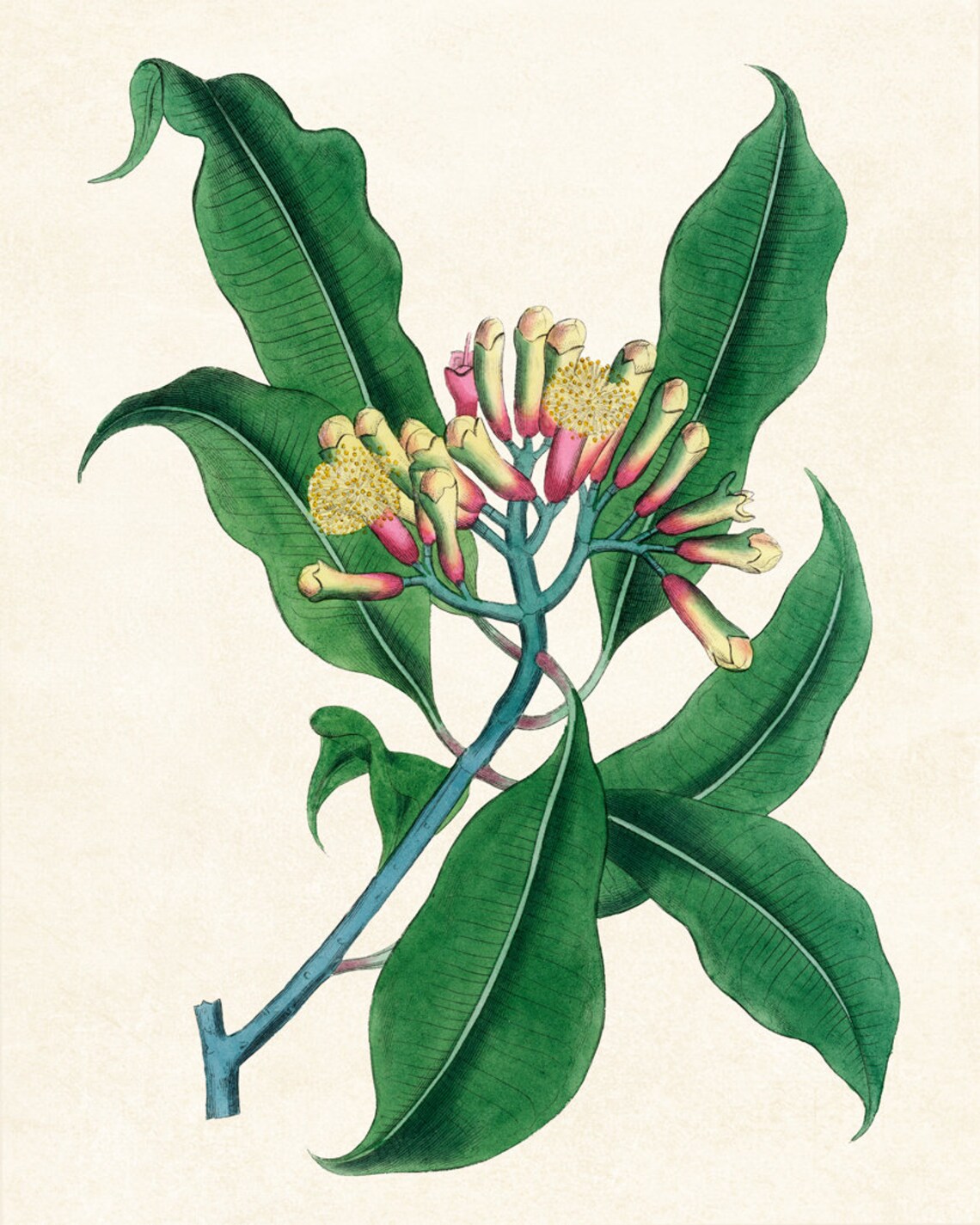 Clove Plant Glossy Green Leaves Vintage Botanical Study Poster - Image 2