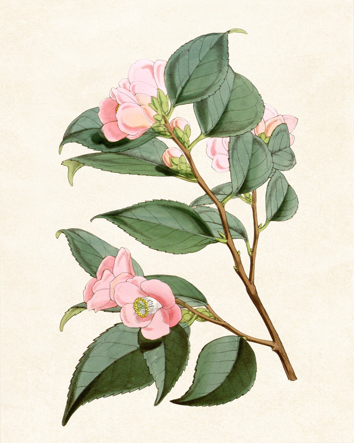 Pink Camellia Blossoms Classic Vintage Botanical Flower Poster - Image 3