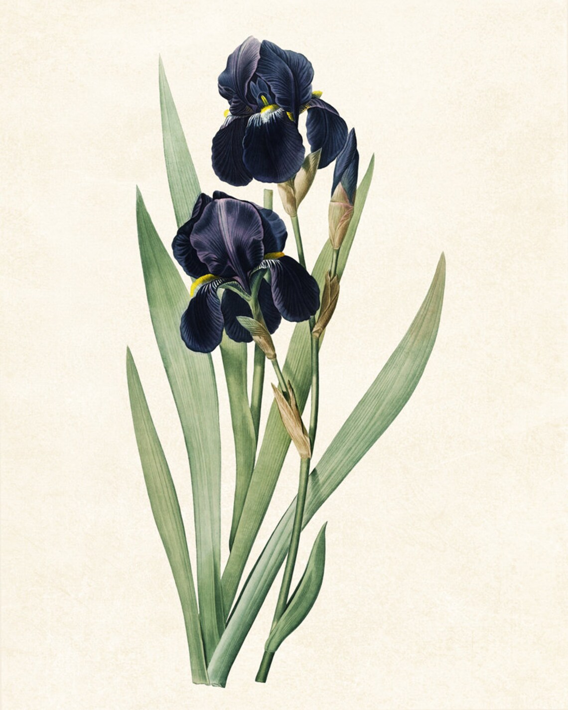 Dark Blue Iris Antique Flower Illustration, Art Print - Image 3