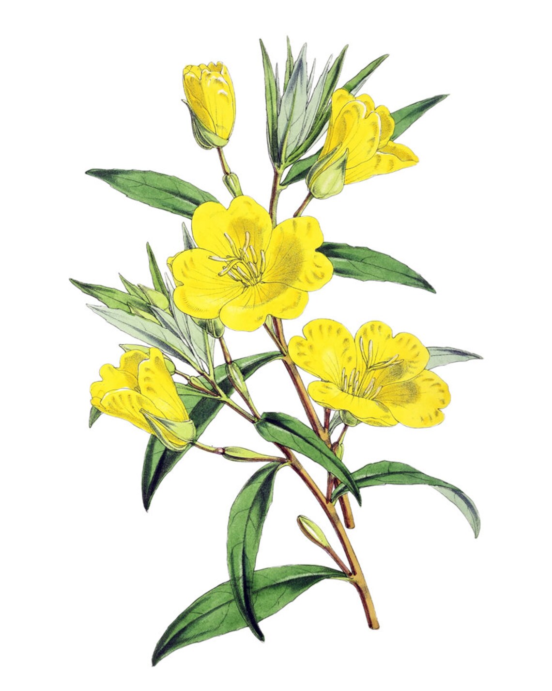 Yellow Evening Primrose Vintage Flower Art Print - Image 2