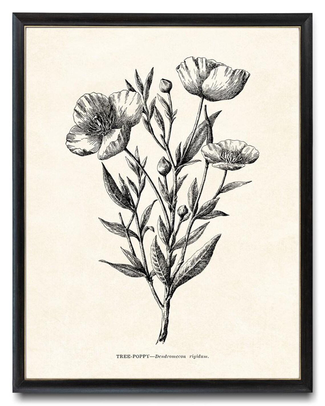 Tree Poppy California Wildflower Vintage Line Art Drawing Wall Art