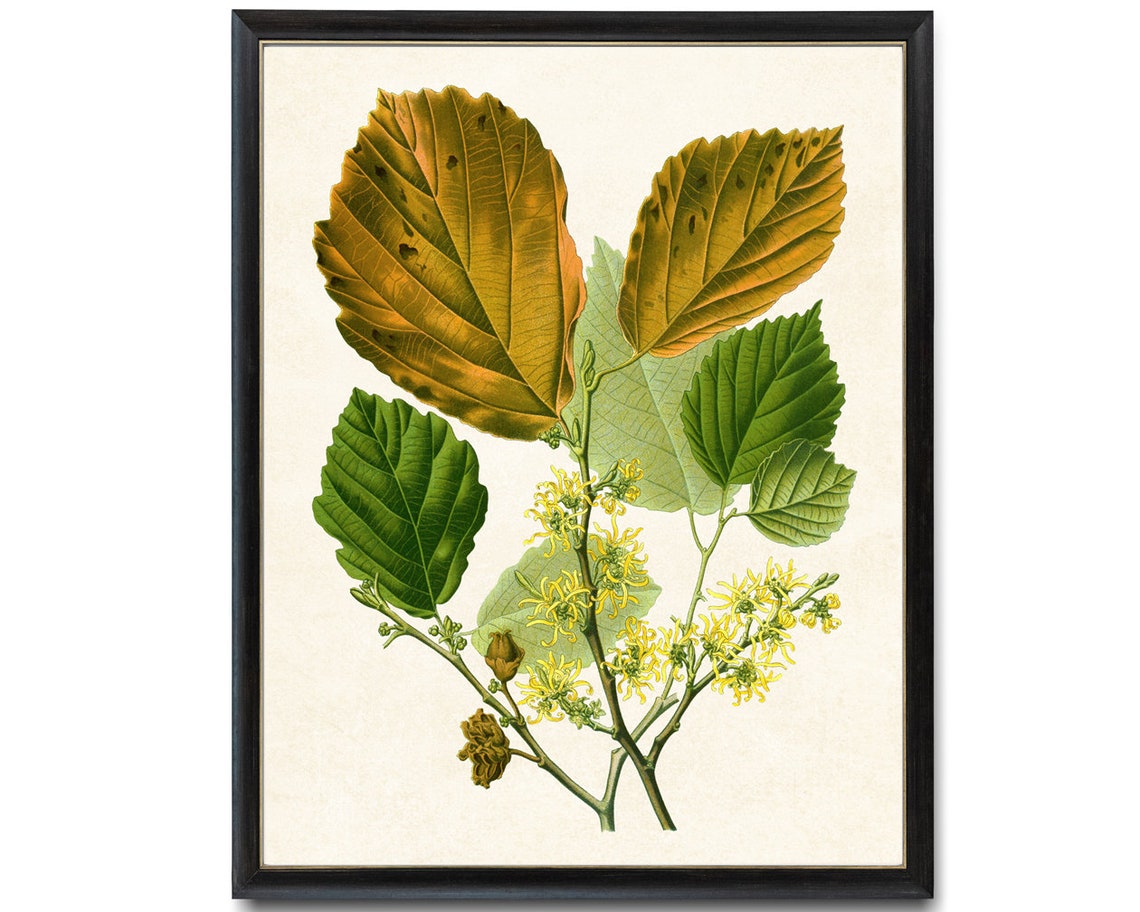 Witch Hazel Yellow Blossoms Autumn Vintage Botanical Art Print - Image 4