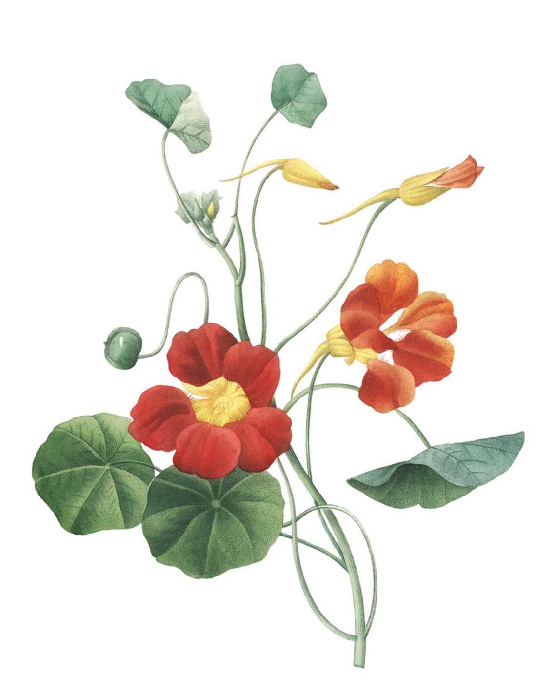Red Garden Nasturtium Classic Vintage Botanical Flower Poster - Image 2