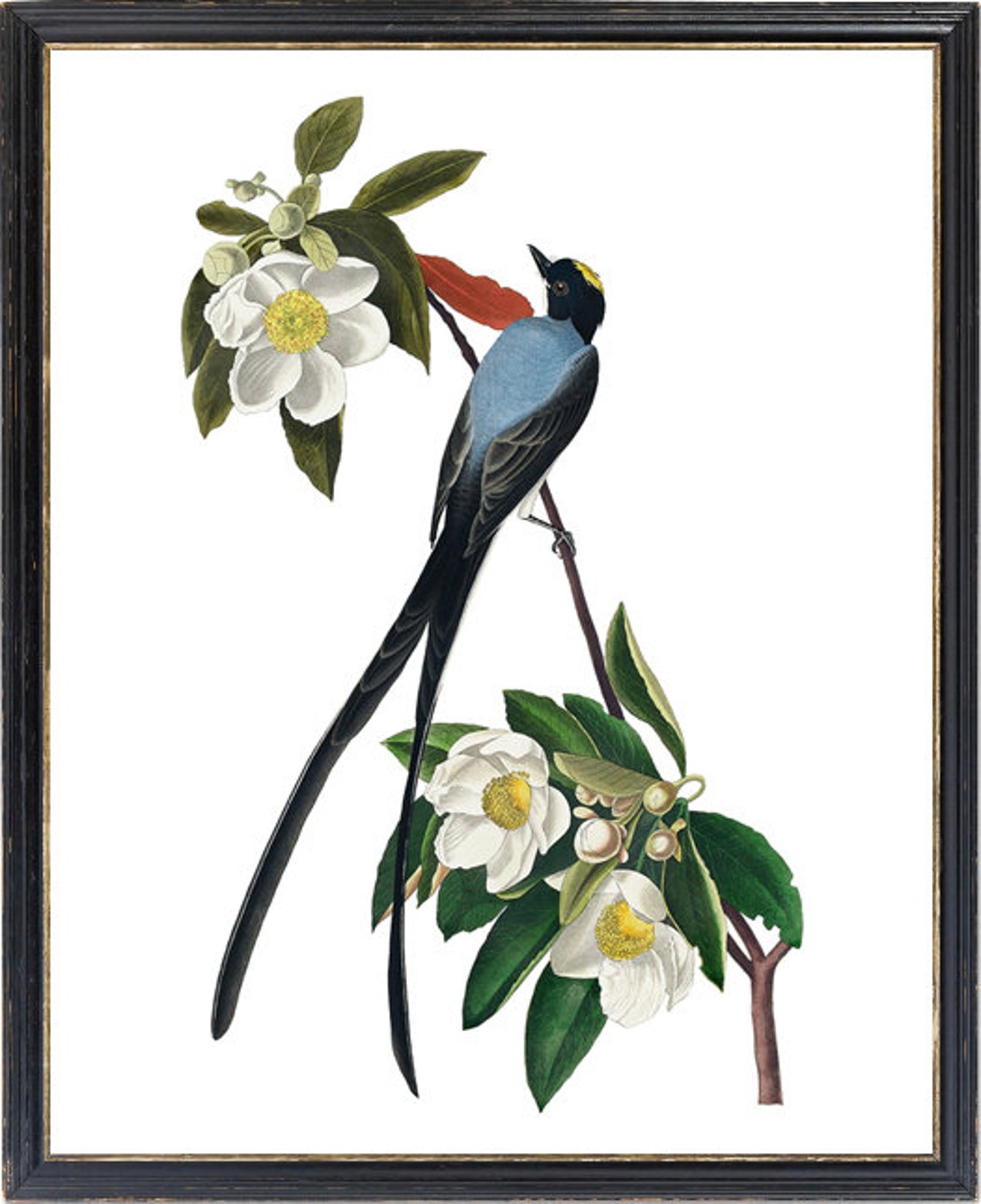 Fork Tailed Flycatcher White Blossom Vintage Bird Art Poster - Image 3