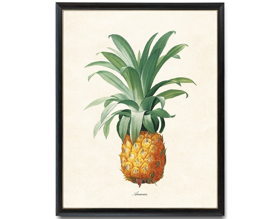 Pineapple Botanical Pj Redoute Art Ananas Antique Illustration Fruit Print Kitchen Wall Art - Image 4