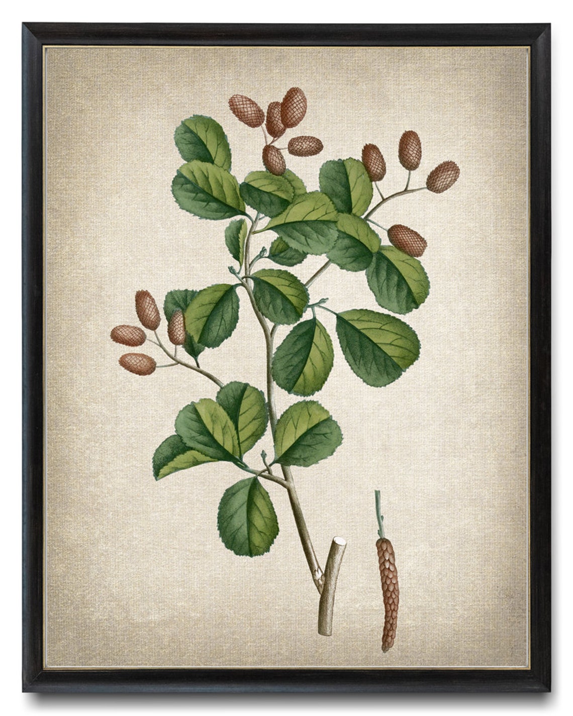 Alder Branch with Cones and Catkin Vintage Botanical Art Poster