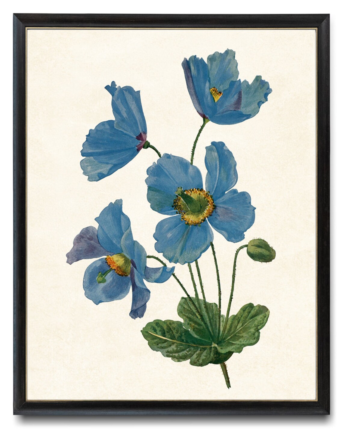 Himalayan Blue Poppy Vintage Flower Art Print