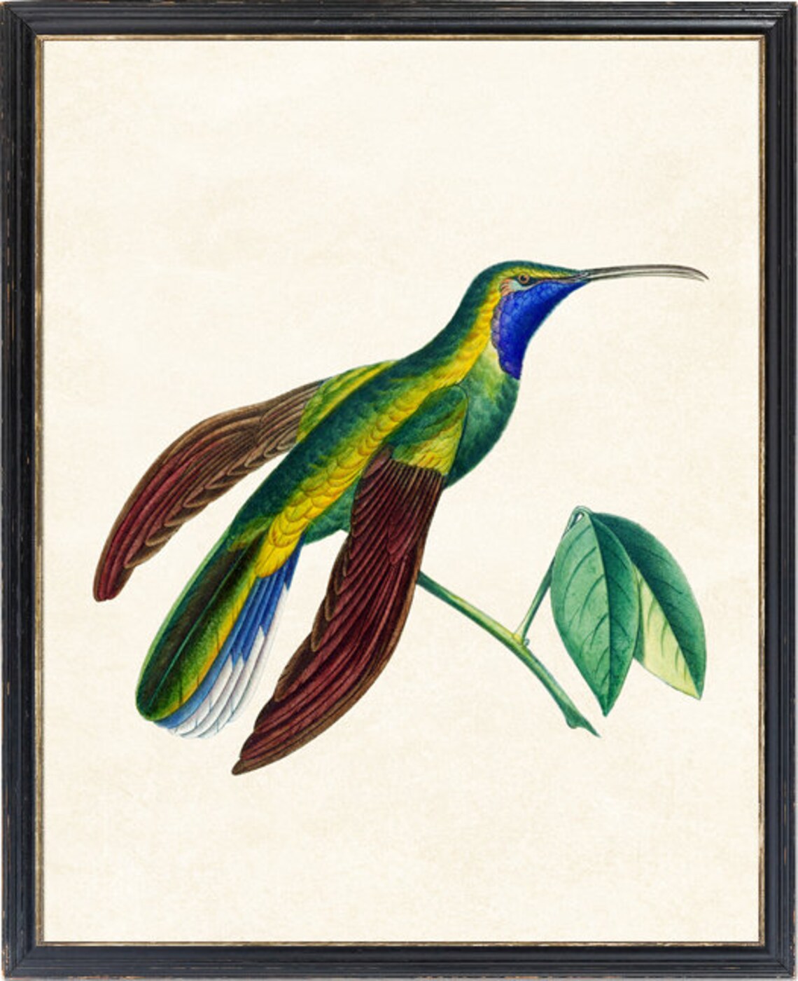 Blue Throated Green Hummingbird Vintage Natural History Bird Poster - Image 4