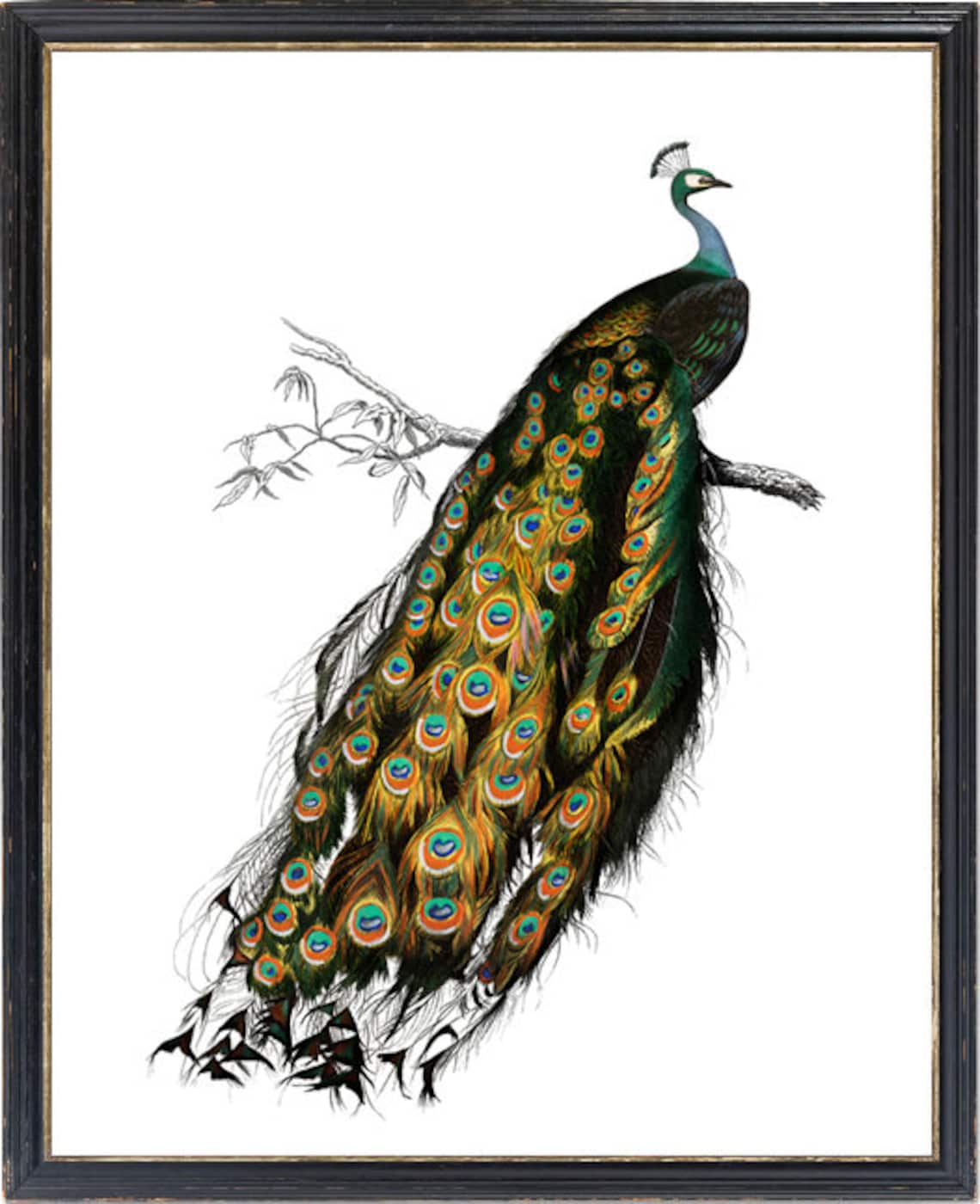 Indian Peafowl Vintage Bird Illustration Art Print - Image 2