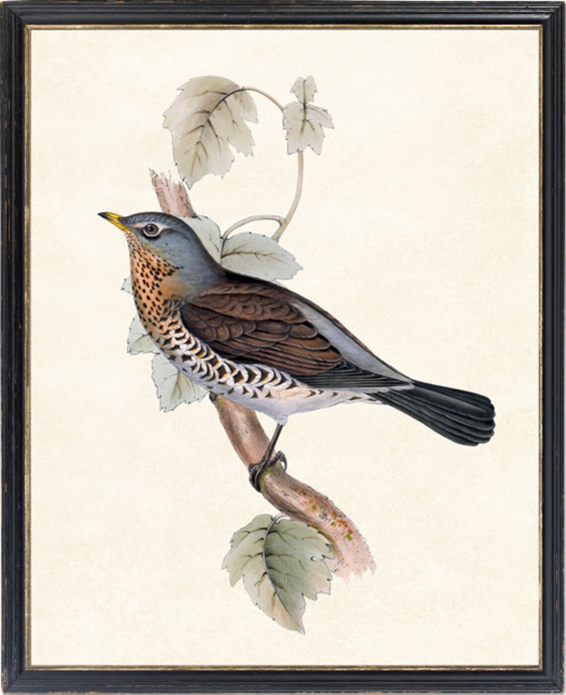 Fieldfare Thrush Antique Illustration Vintage Art Print - Image 4