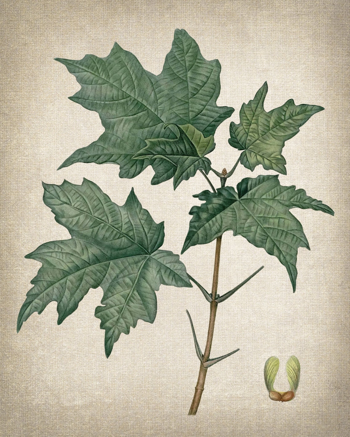 Vintage Green Maple Leaves Seed Botanical Illustration Poster - Image 2