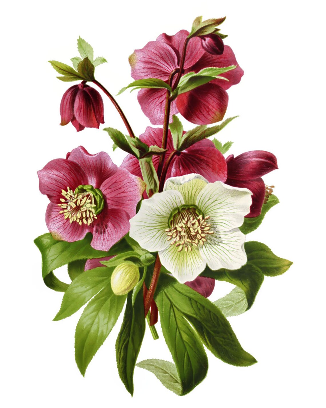 Purple and White Hellebors Vintage Flower Art Print - Image 2