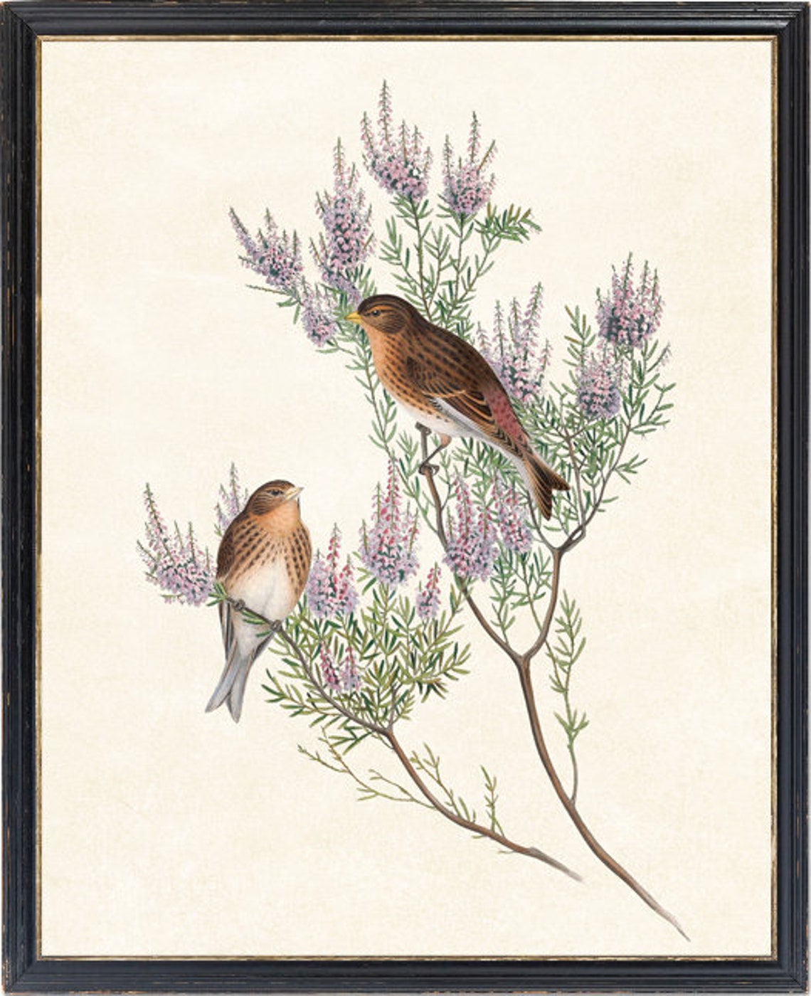 Mountain Linnet Bird Pair Vintage Botanical Branch Art Poster - Image 4