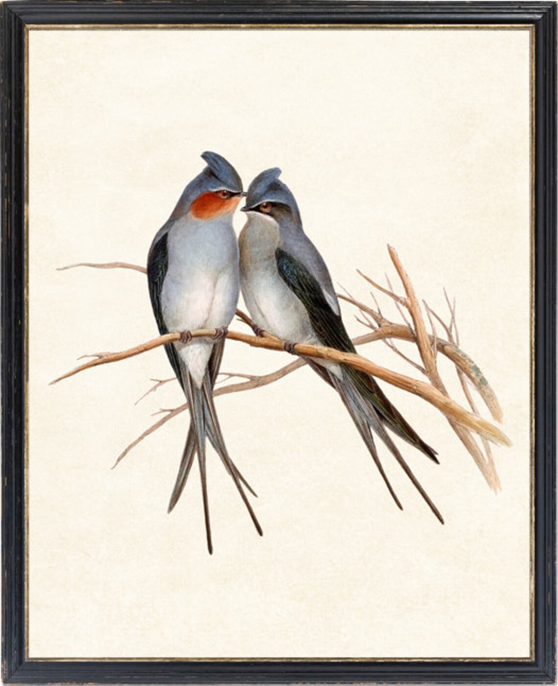 Crested Tree Swift Birds Vintage Illustration Art Print - Image 4