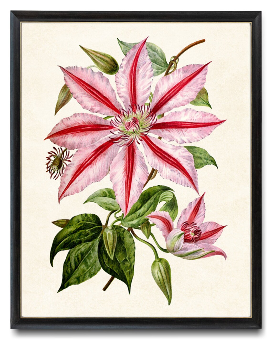 Pink Clematis Vintage Flower Illustration Art Print