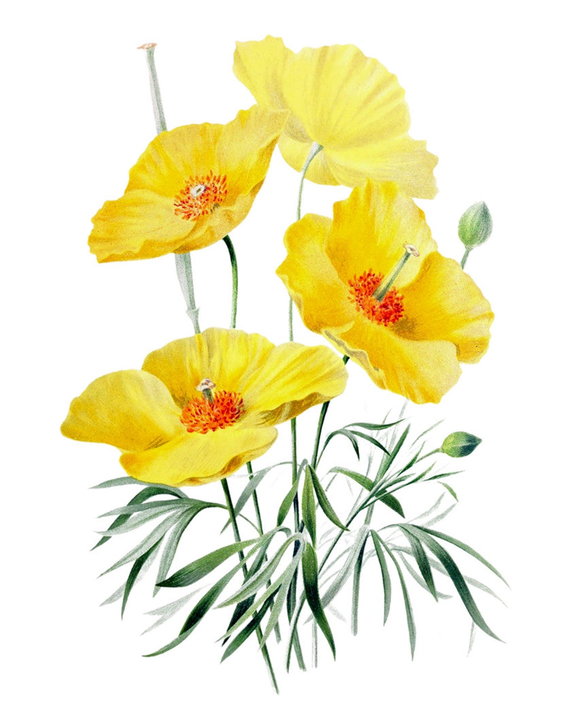 Bright Yellow Poppy Flowers Vintage Botanical Illustration Poster - Image 2