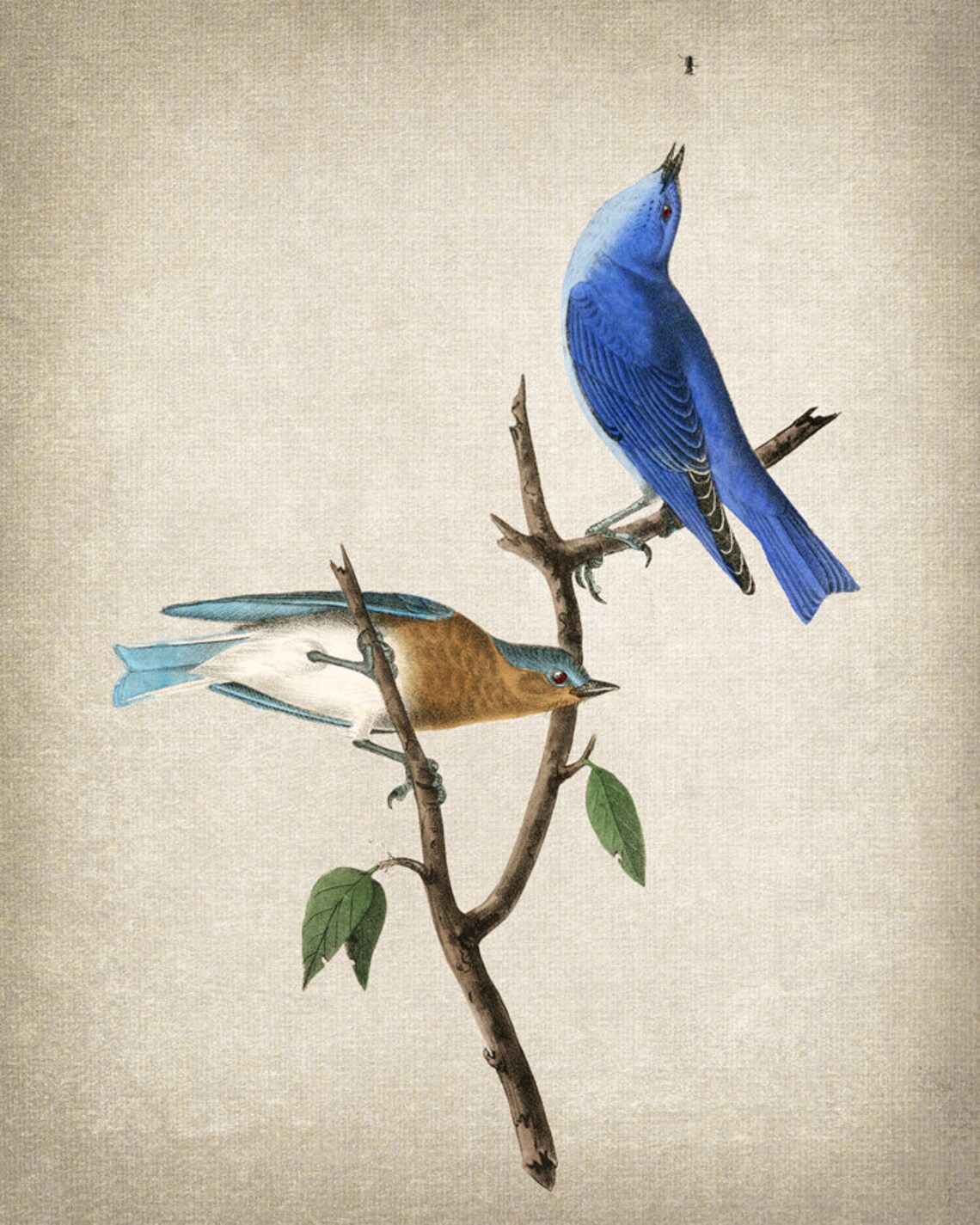 Two Bluebirds On Bare Branch Vintage Natural History Art Poster - Image 2