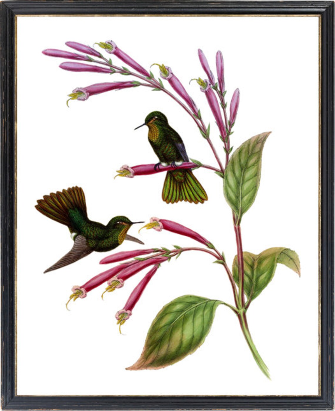 Vintage Hummingbird Pair Pink Trumpet Flowers Antique Bird Poster - Image 3