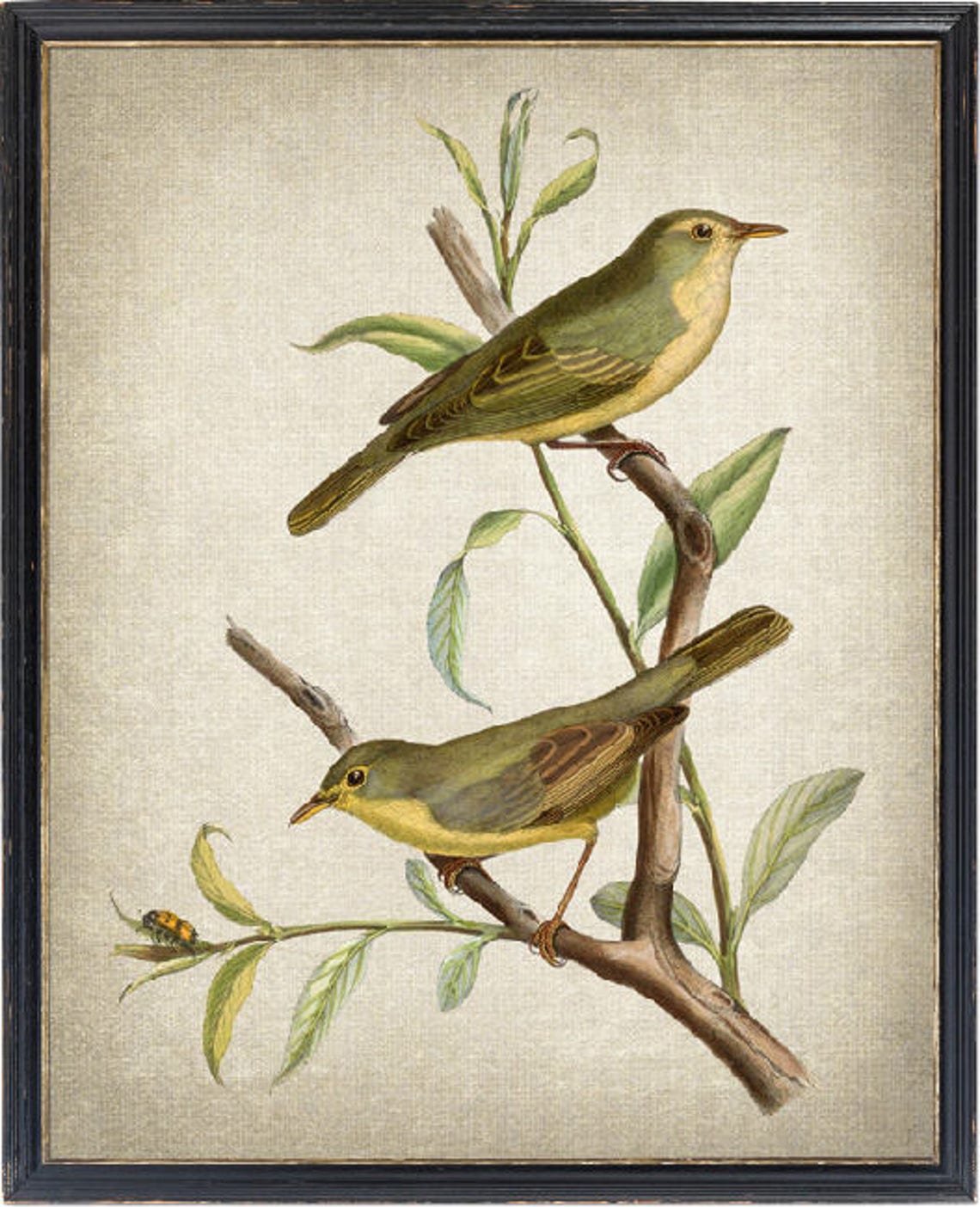 Warbler Birds Vintage Illustration Poster Perched on Leafy Branch
