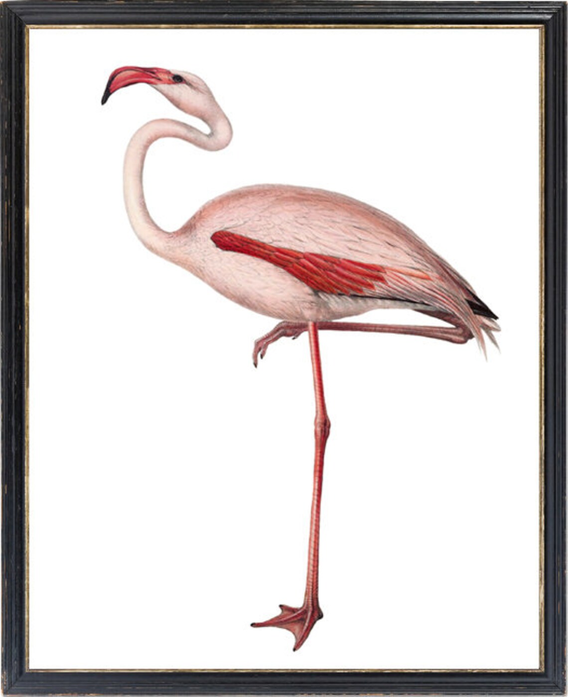 Common Flamingo Vintage Illustration Art Print - Image 3