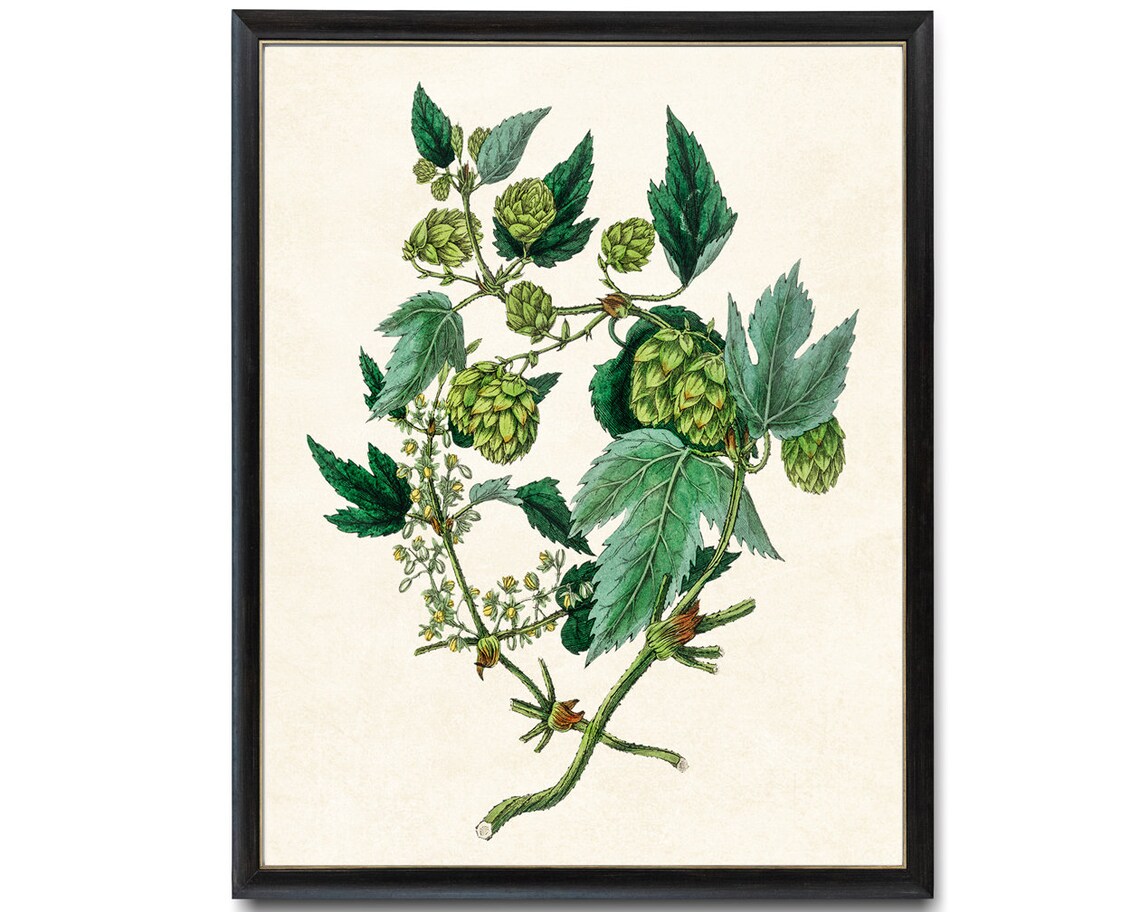 Green Hops Plant Vintage Botanical Art Print