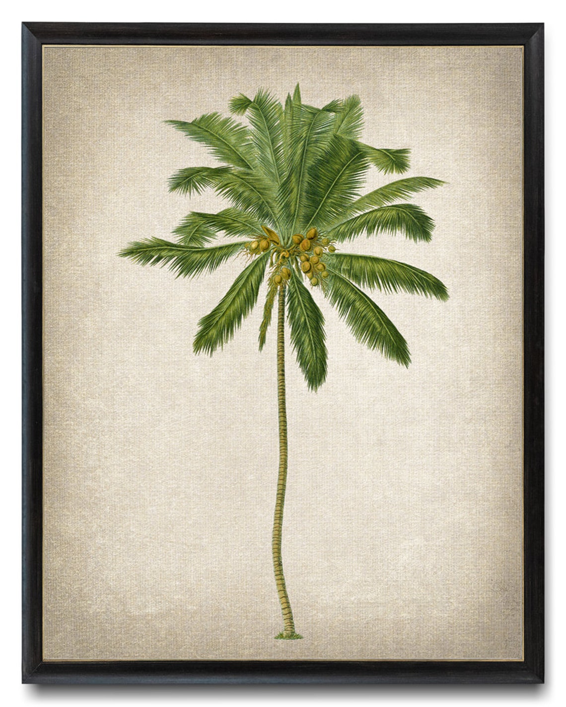 Coconut Palm Tree Vintage Botanical Illustration Tropical Art Poster