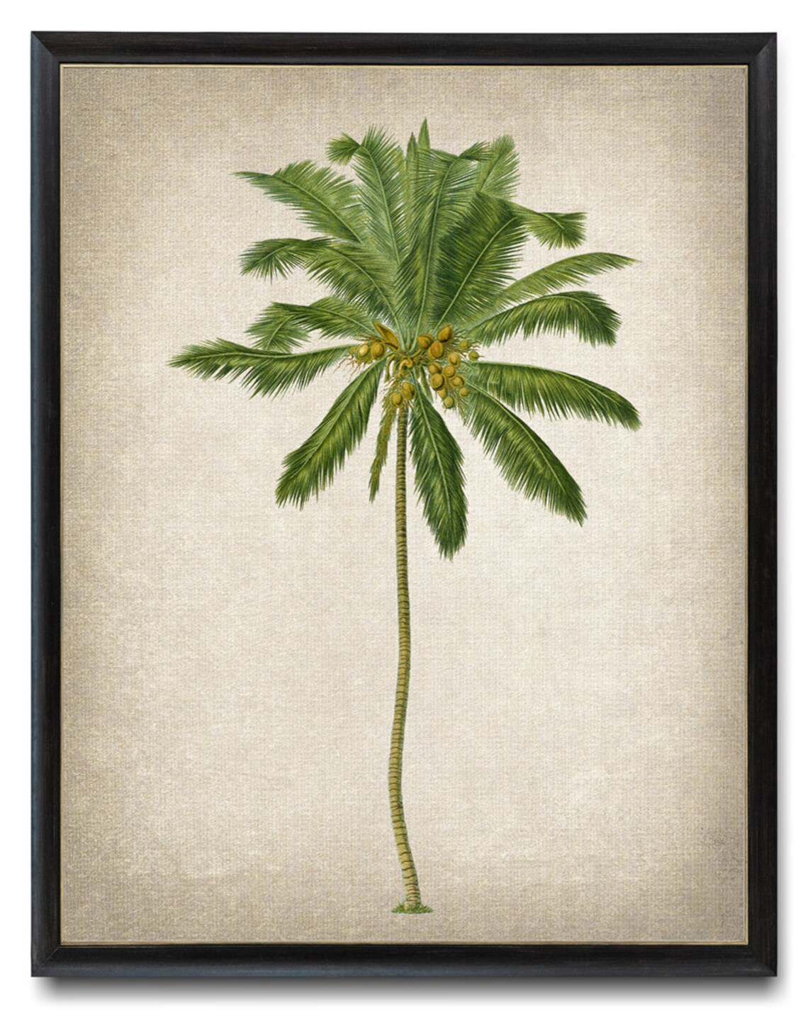 Coconut Palm Tree Vintage Illustration Art Print