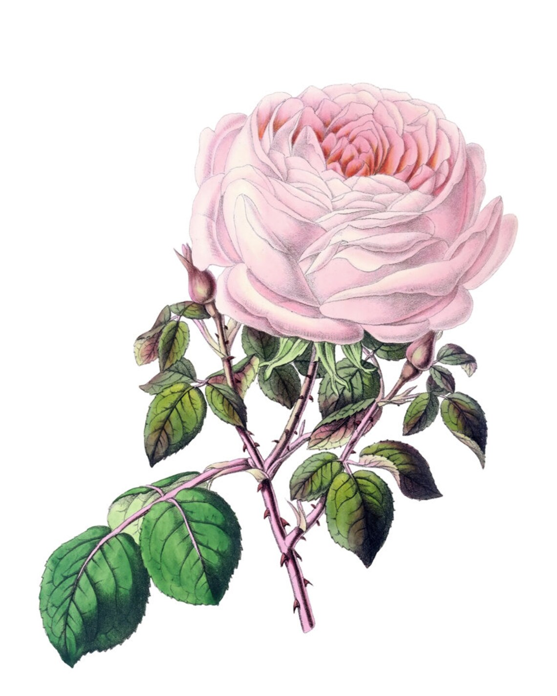 Lush Pink Tea Rose Bloom Grand Antique Botanical Rose Portrait Poster - Image 2