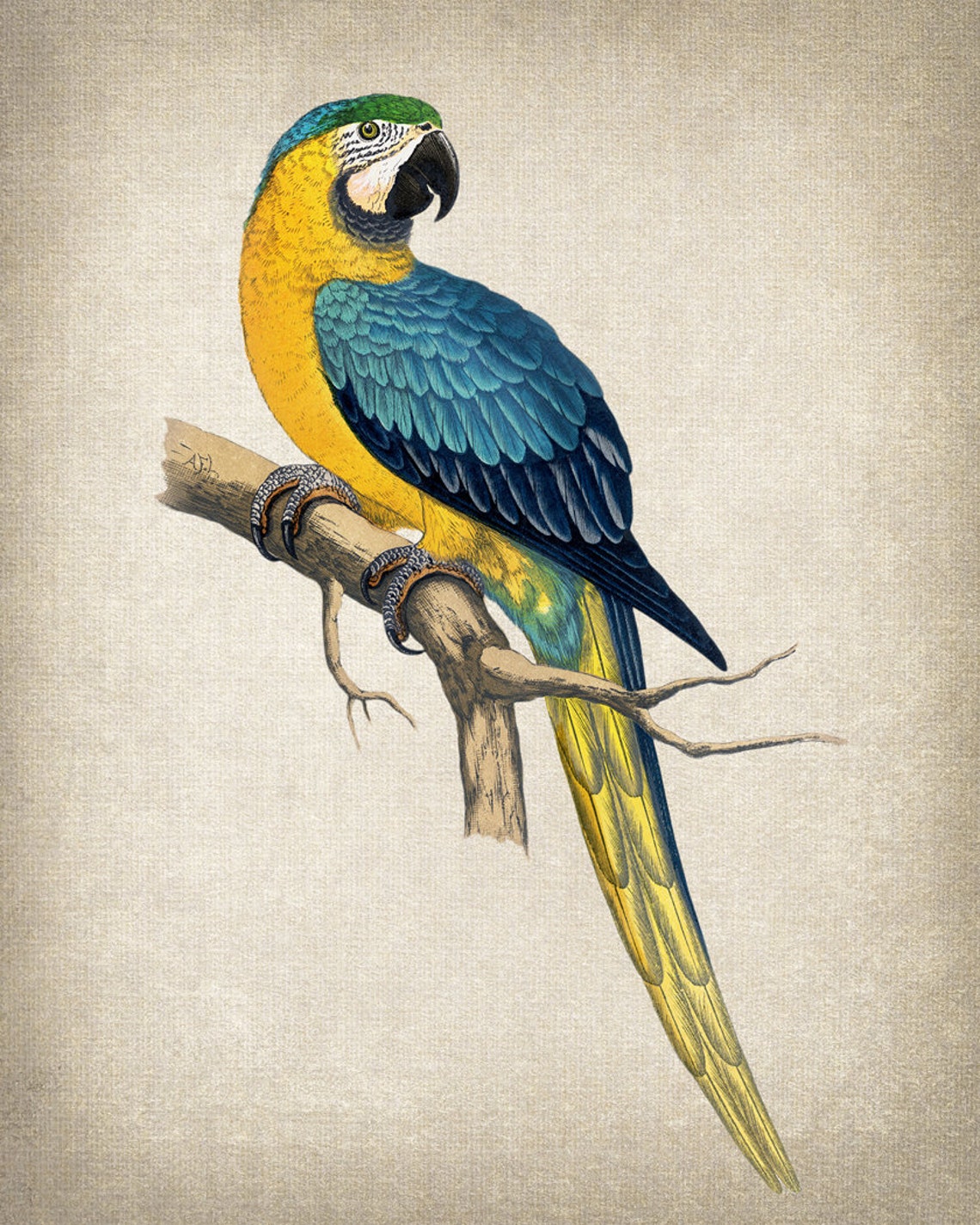 Blue And Yellow Macaw Vintage Tropical Parrot Botanical Art Poster - Image 2