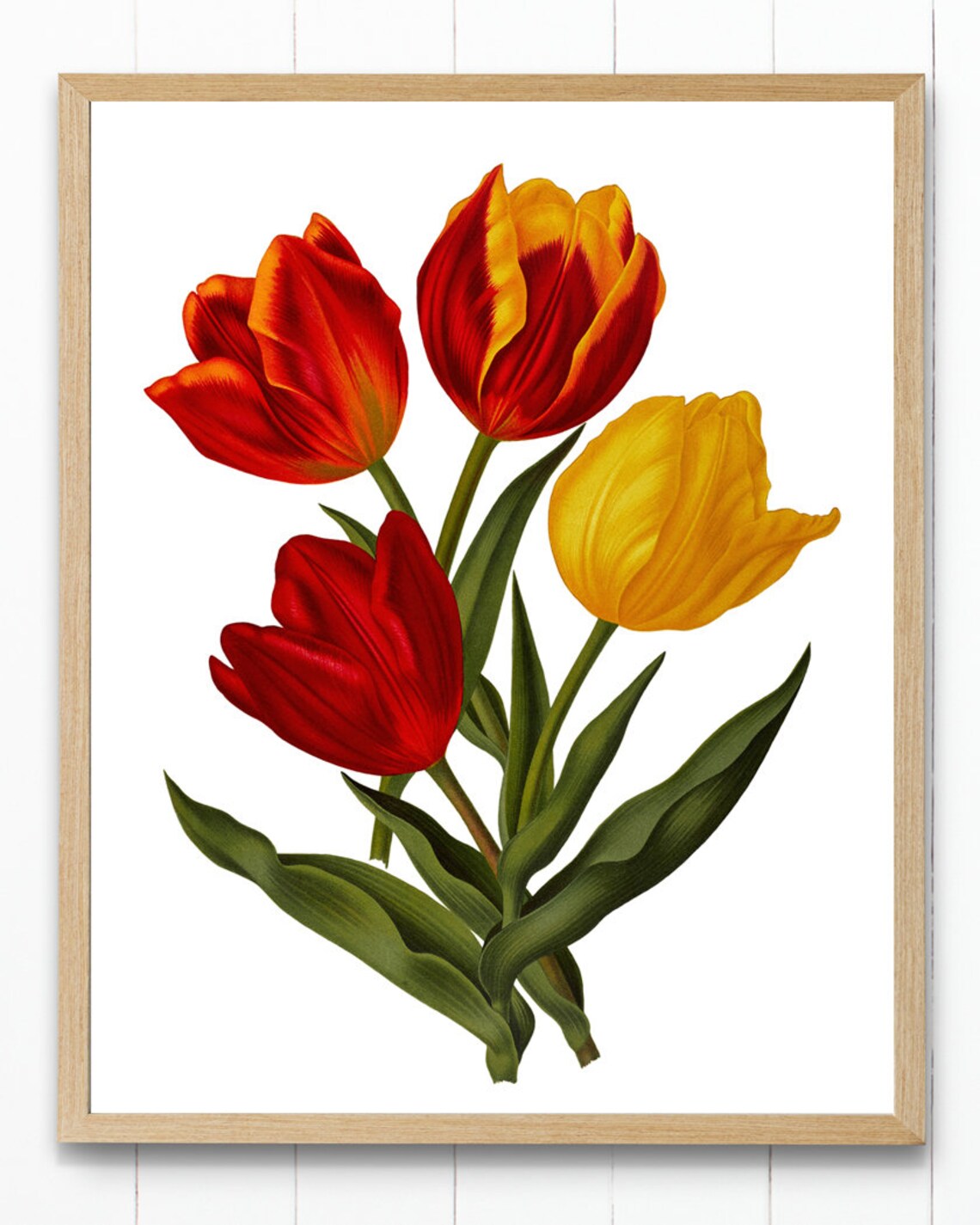 Red And Yellow Tulips Vintage Botanical Flower Illustration Poster - Image 4