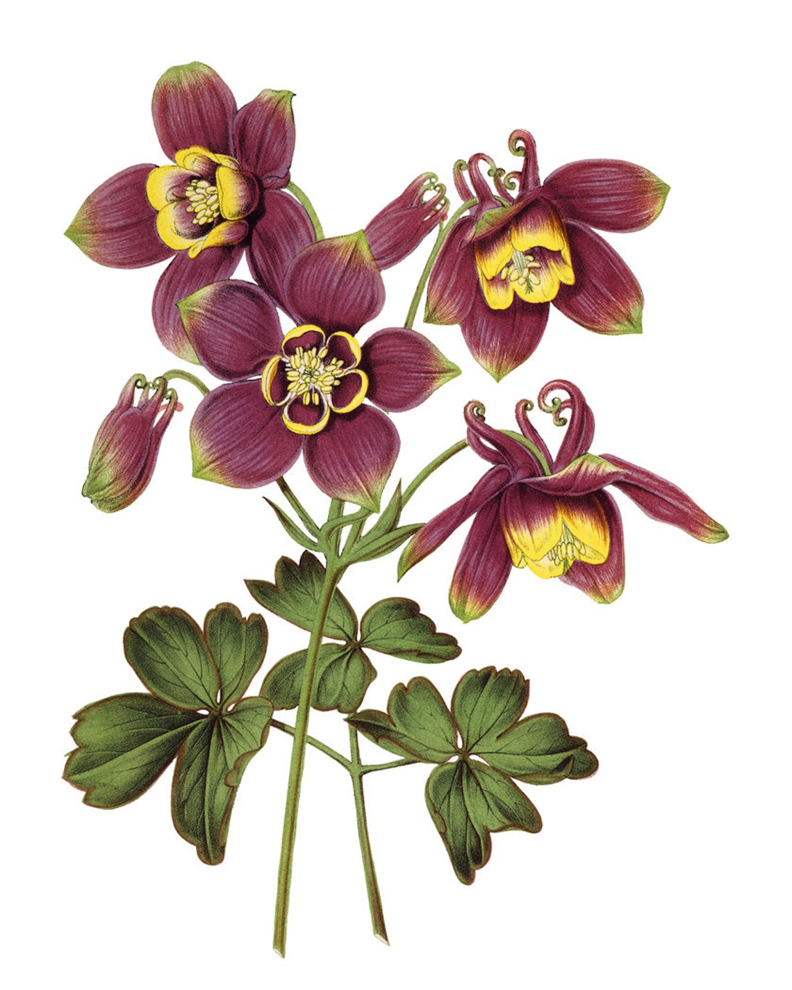 Purple Columbine Flowers Antique Botanical Illustration Poster - Image 2