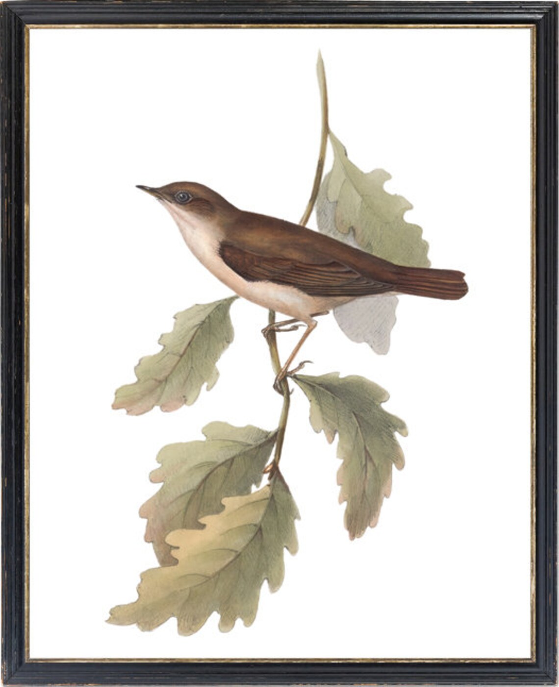 Nightingale Bird Vintage Illustration Art Print - Image 3