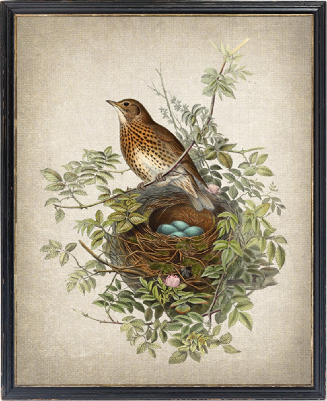 Bird And Botanical Vintage Thrush Illustration Art Print