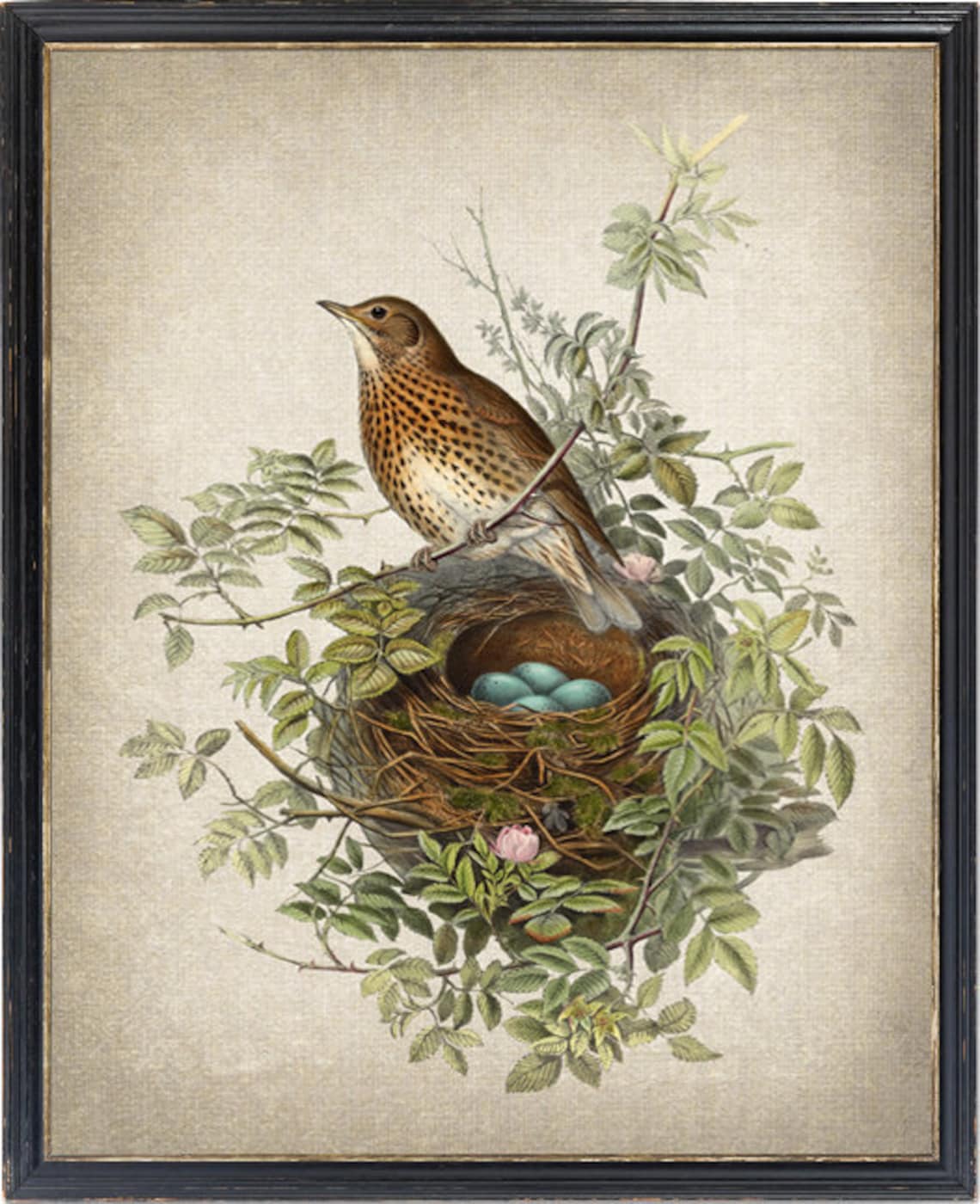 Thrush Bird Vintage Illustration, Natural History Art Print