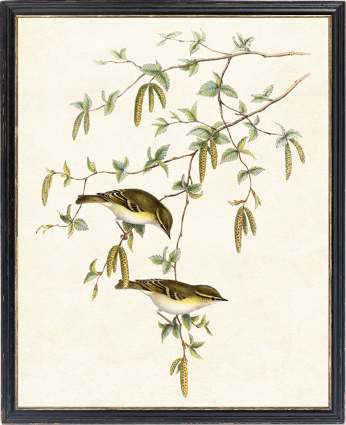 Yellow-Browed Warbler Birds Vintage Illustration Art Print - Image 2