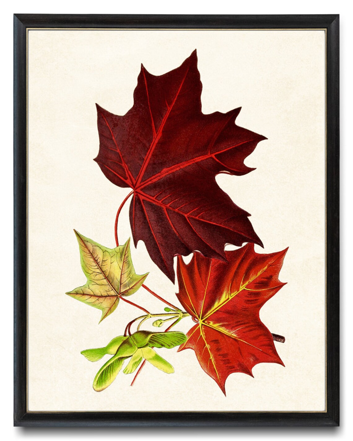 Red Maple Tree Leaves Vintage Illustration Art Print - Image 4