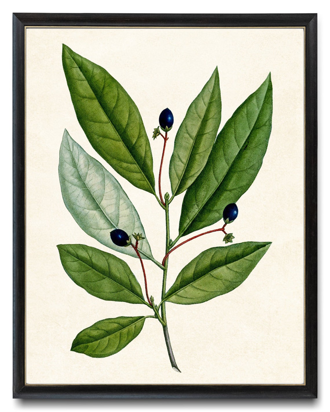 Vintage Green Leaf Branch Dark Blue Berries Botanical Art Poster - Image 4