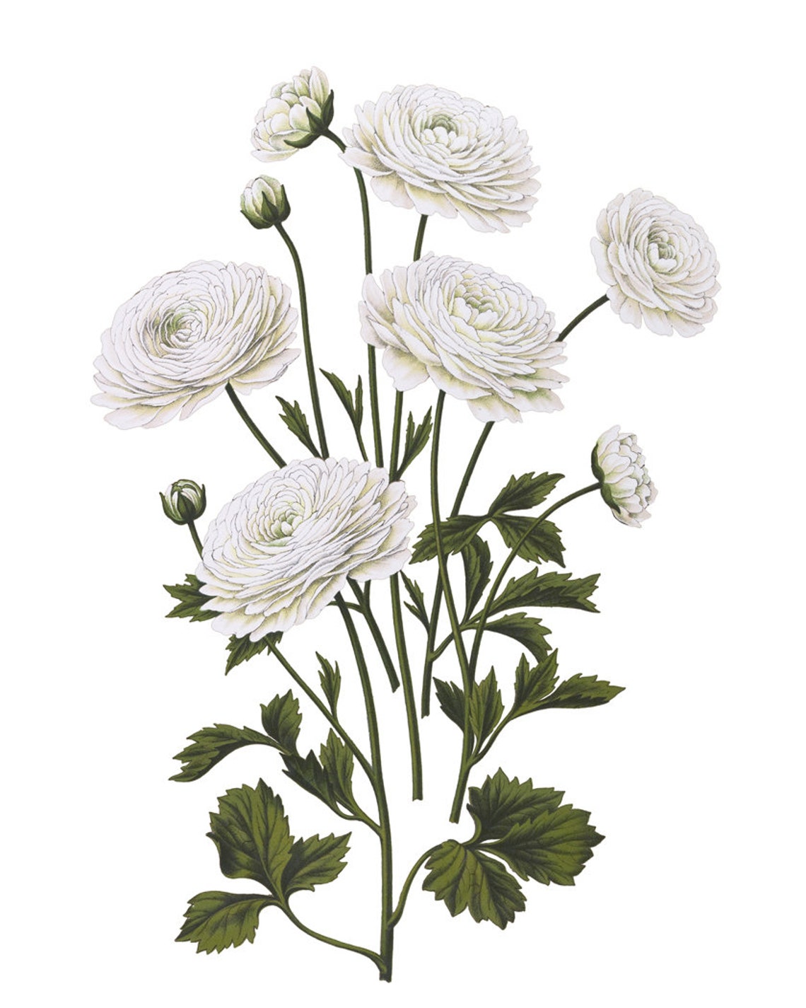 White Ranunculus Blooms Vintage Botanical Illustration Poster - Image 2