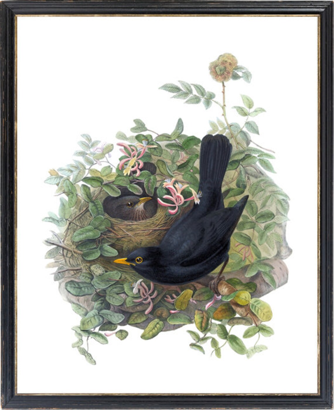 Blackbird and Nest Vintage Natural History Art Print - Image 3