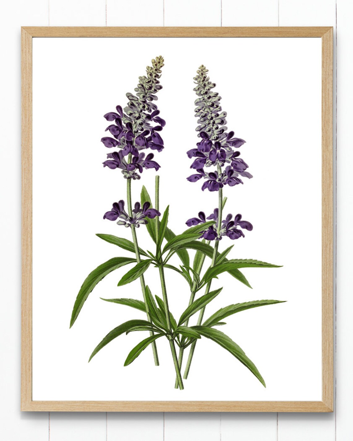 Detailed Purple Sage Vintage Botanical Floral Illustration Poster - Image 4