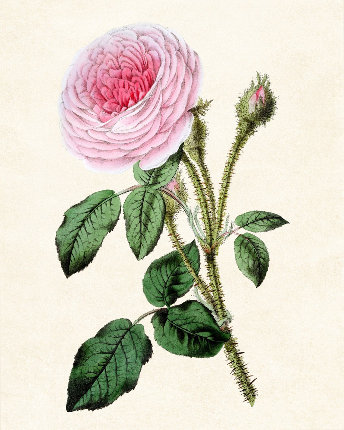 Vintage Pink Moss Rose Botanical Illustration Flower Art Poster - Image 3