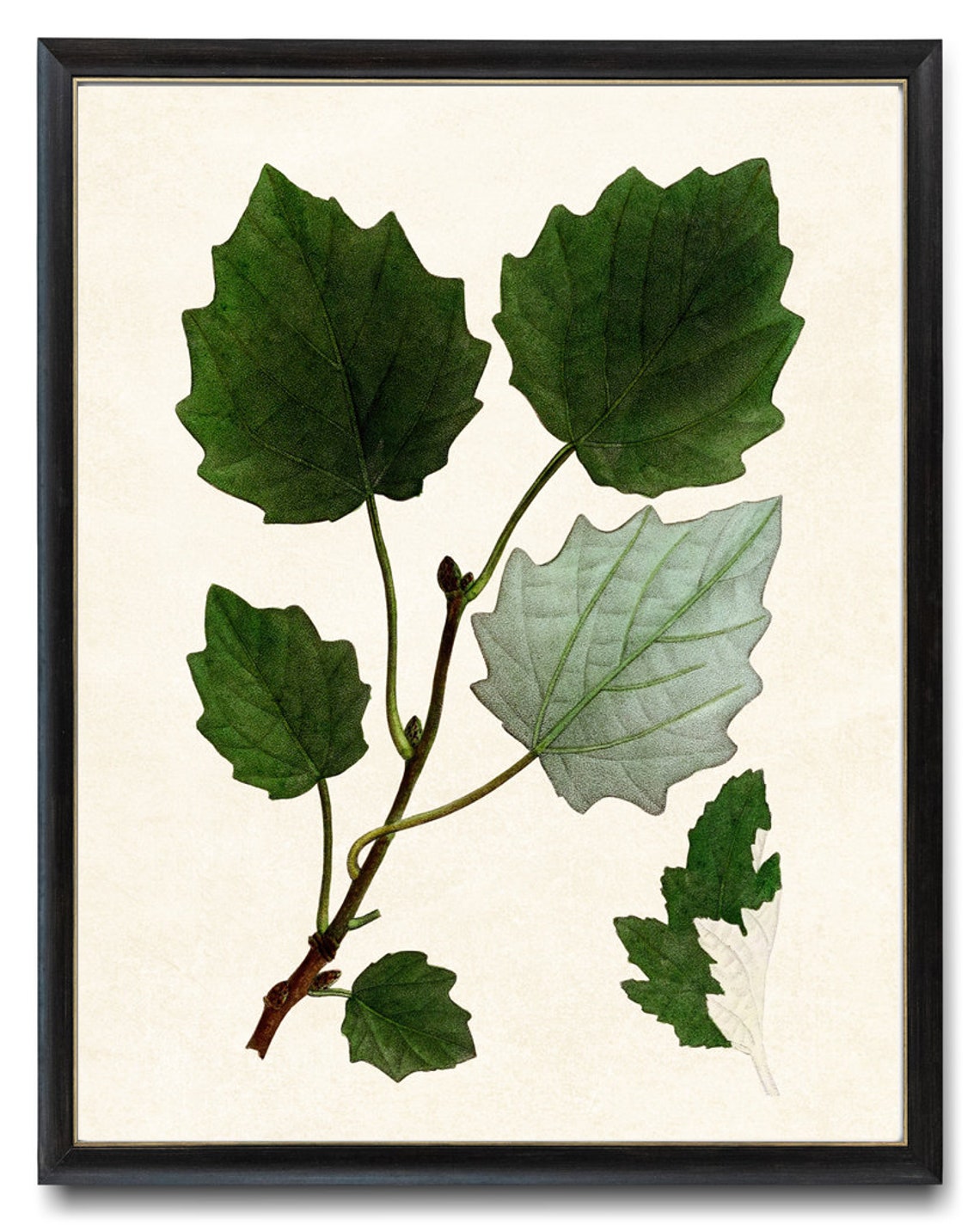 Grey Poplar Silver Leaves Antique Botanical Illustration Print - Image 4